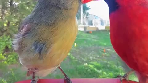 Awesome bird feeder idea