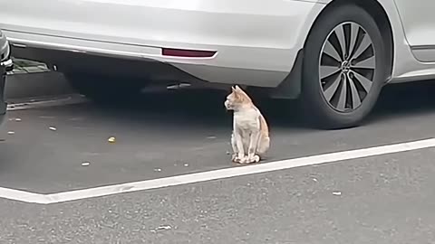 Funny videos