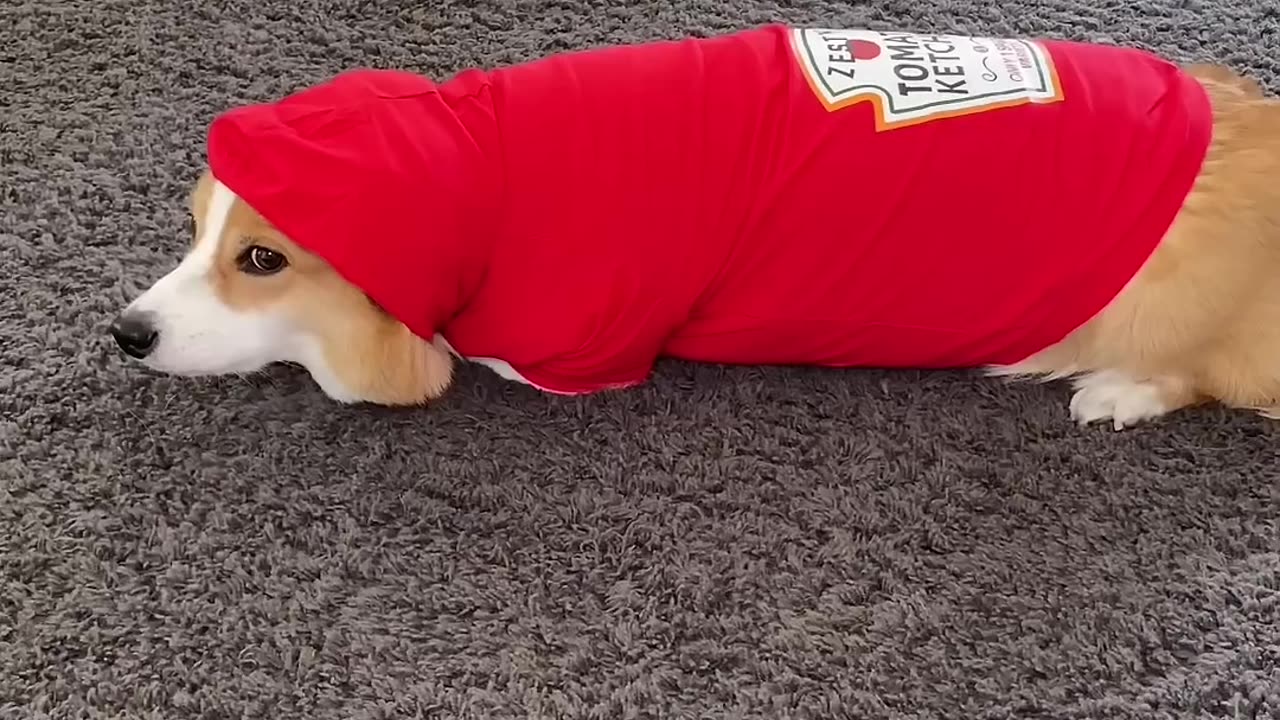 Funny Animal Videos