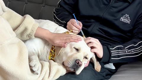给狗子打个针，没想到…… Give the dog an injection, I didn't expect it……