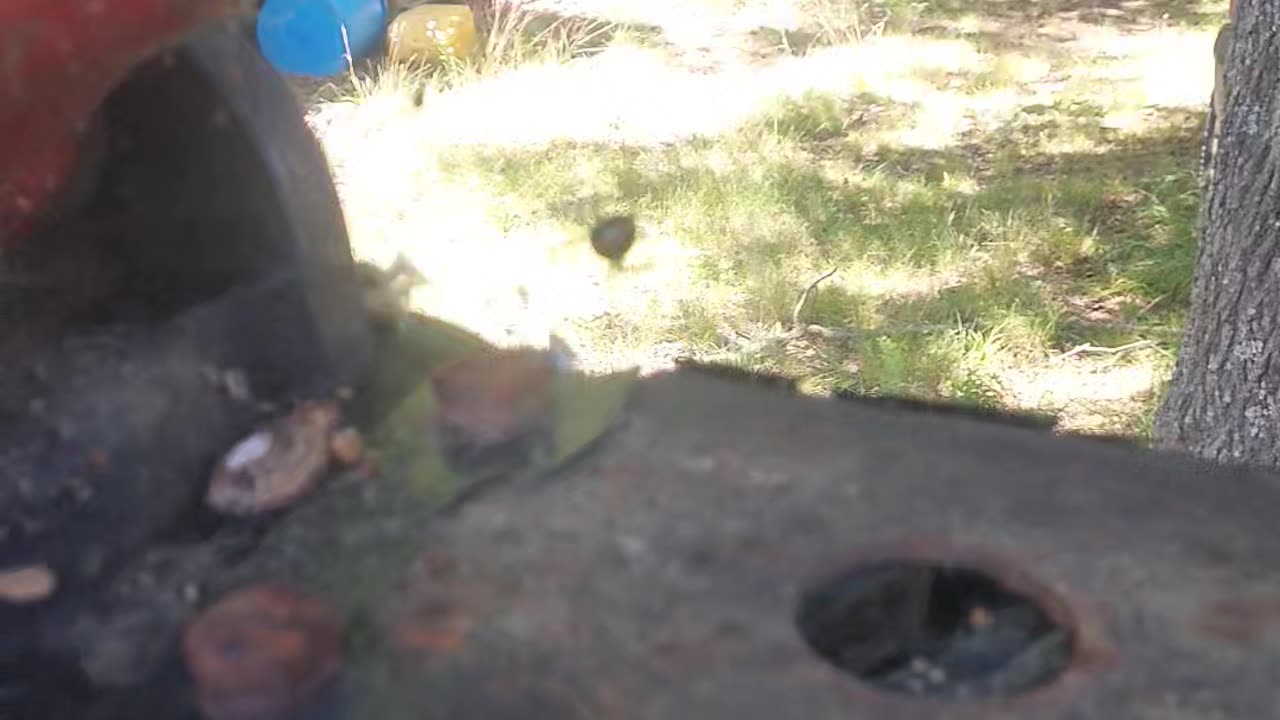 Southern Black Widow