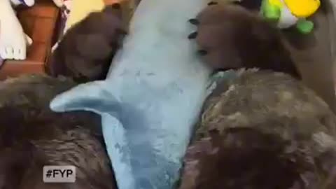 Não vou dar meu tubarão de pelúcia!🦈😡