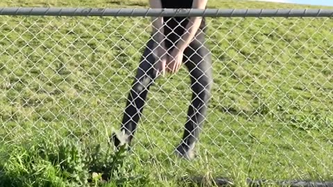 How Animals Get Over a Fence (With Emojis) 😂