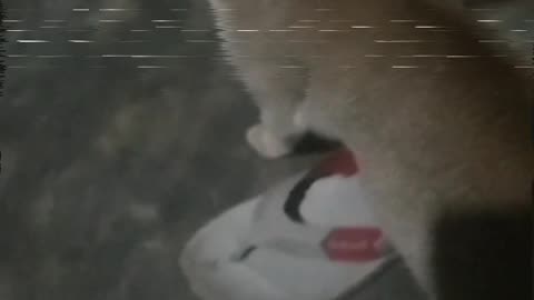 Watch the cat's joy