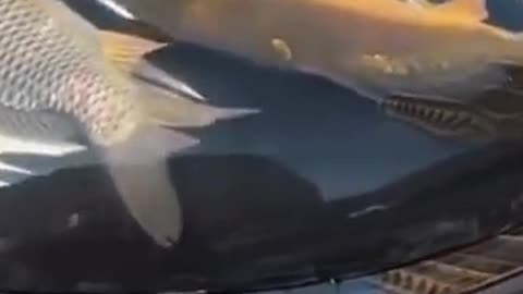 China decorating car live fish