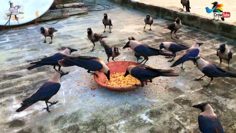 Huge Large Numbers Of Crows Attack On The Morning foods, Crow Fight For Food, Crow Sounds