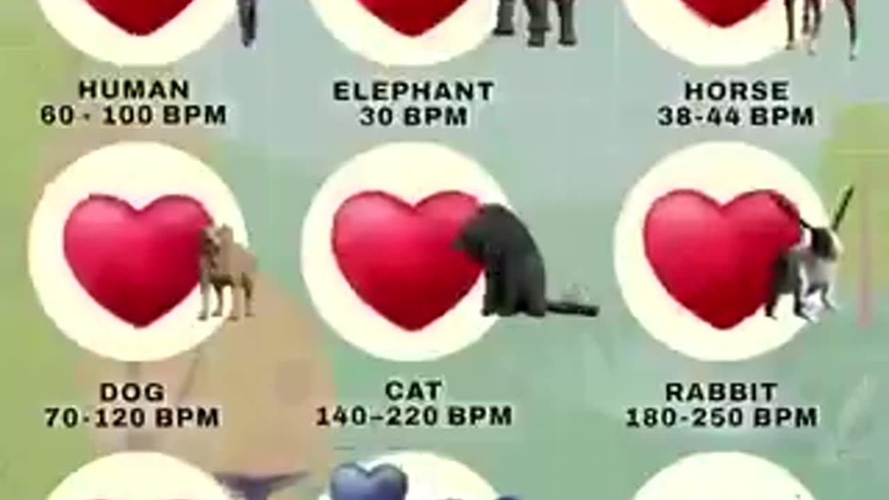Animal heartbeat Comparison