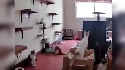 funny video