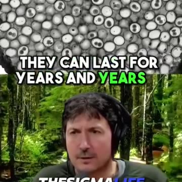 Bear Fur Parasite Eggs