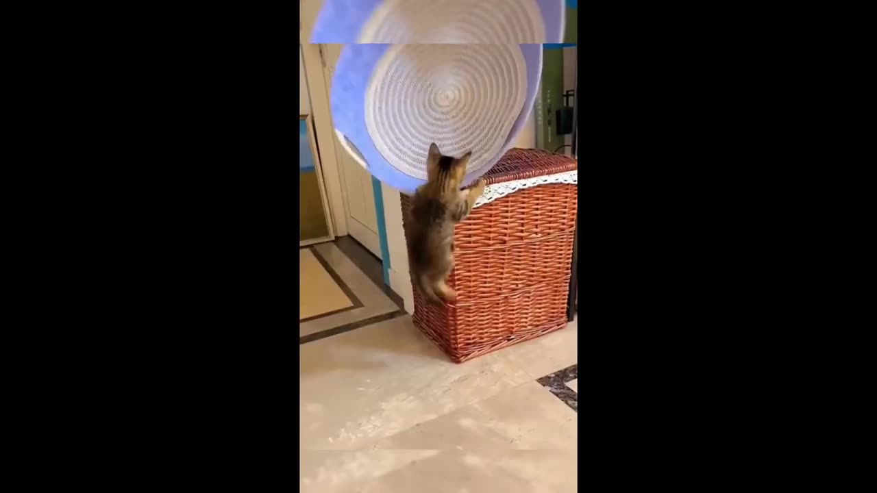 Animals funny