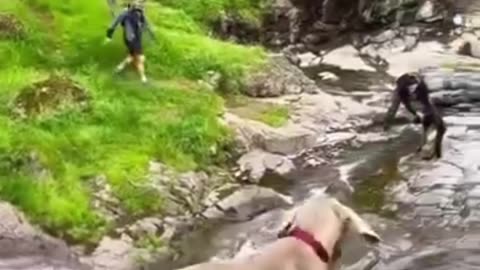 Funny Animal Videos 😂🐶🐱 | Try Not to Laugh Compilation 2025 🎬🔥