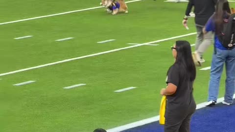 Corgi Evades Capture Until Being Tackled