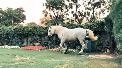 Best Zuljinah of Lahore | Pakistan’s Pride