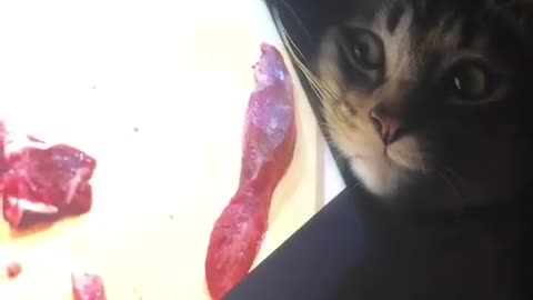 kitty hypnotized