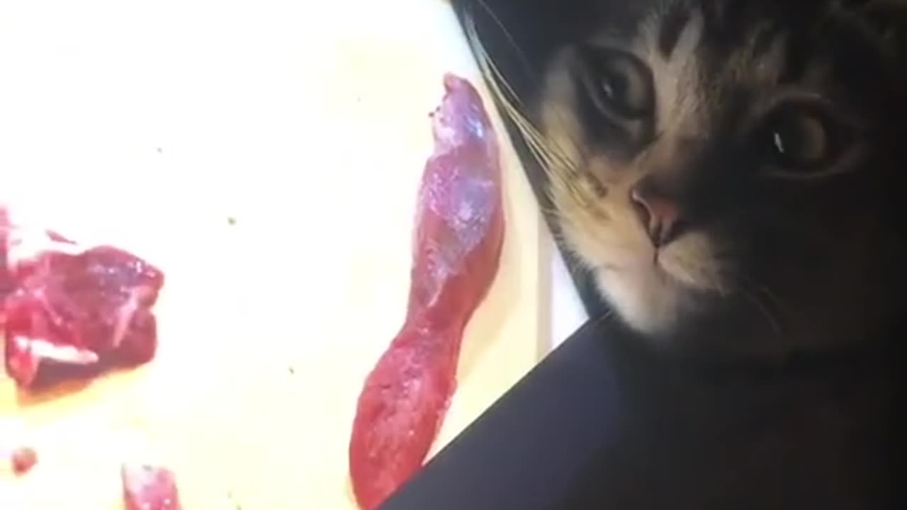 kitty hypnotized