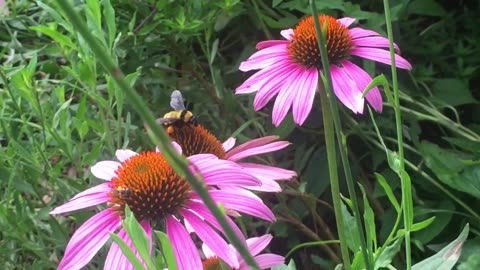 Bees in Love with flower.🌺 🐝