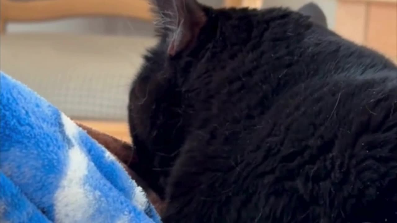 Cute Precious Piper Feels Like a Kitten - My Adopted Shelter Cat Vlog #shorts