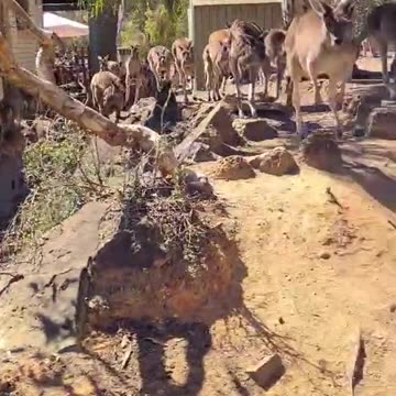 Kangaroo tales only in Australia 🇦🇺😀 please subscribe to my page