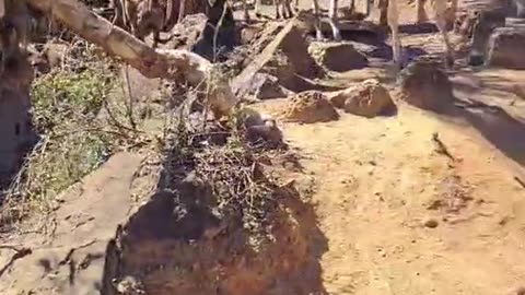 Kangaroo tales only in Australia 🇦🇺😀 please subscribe to my page