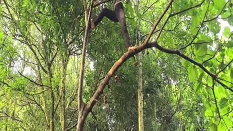 1 - 24 The Miraculous Survival Journey ofa Girl- Building a Wooden House and Hunting Wild Pigs