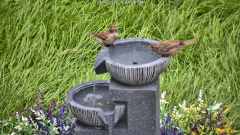 How to Identify Sparrows