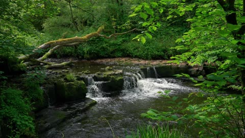 Peaceful Scenery Forest Stream 🌧️ Water Sounds