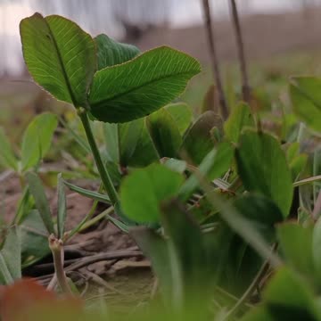 Whispers of the Green Earth
