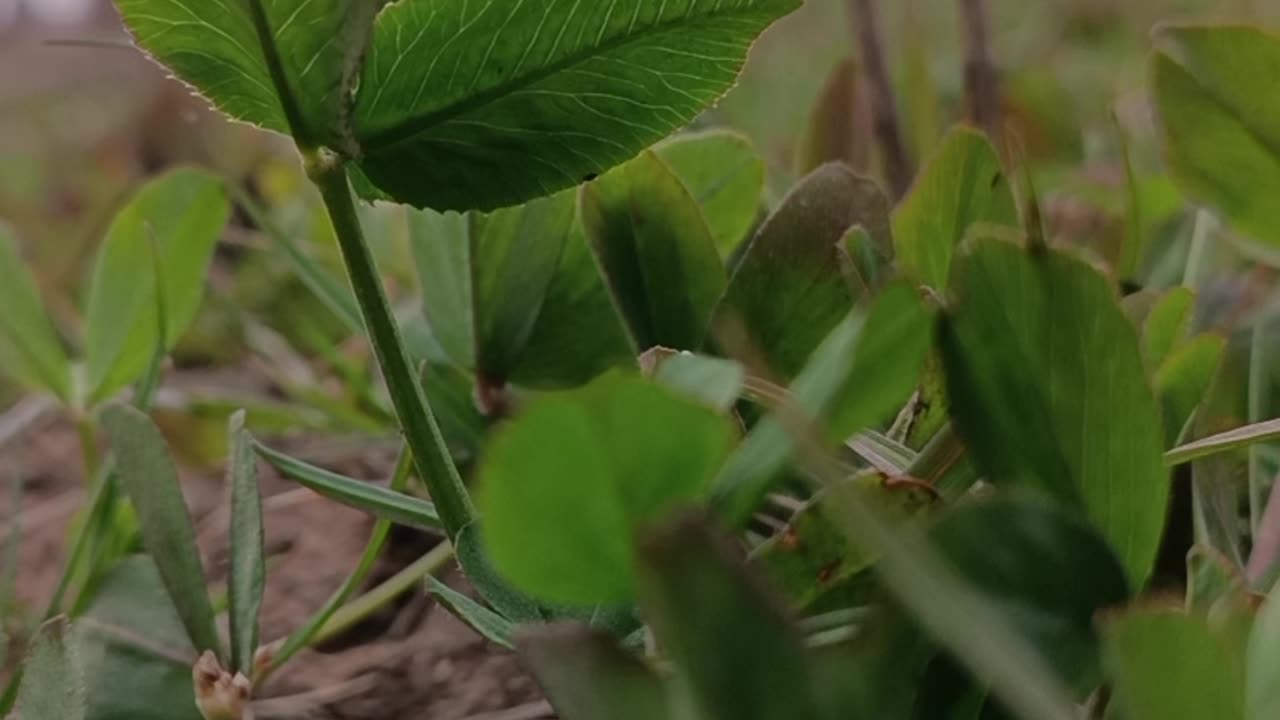 Whispers of the Green Earth