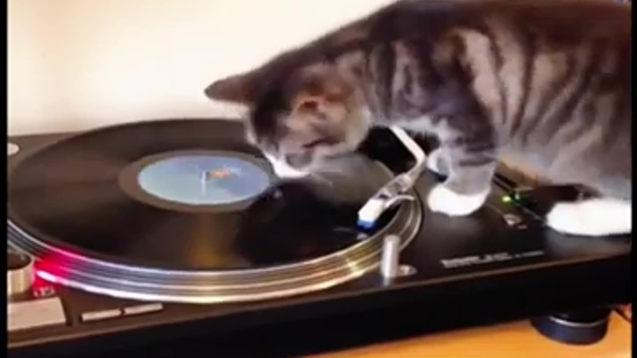 Funny animal reaction