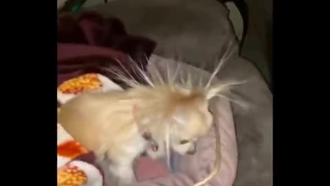 Funny video pets