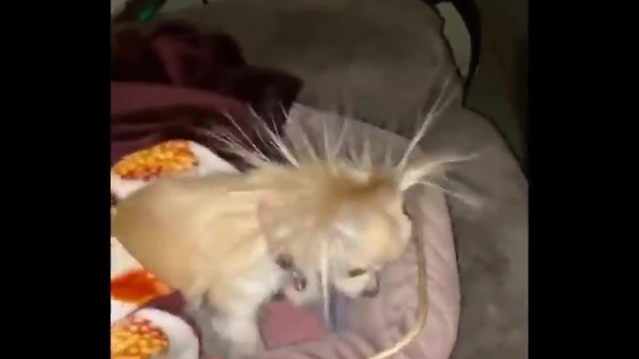 Funny video pets