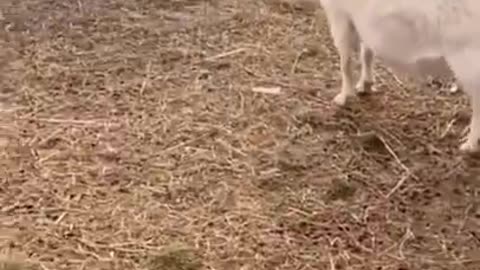 funny animal fight
