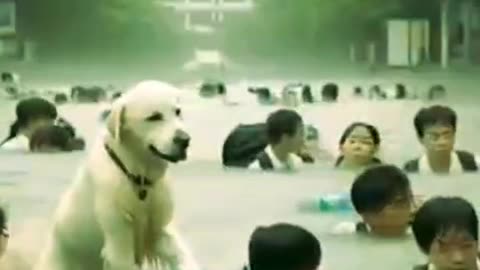 Baby dog#cute puppy barking#4kviral#shorts