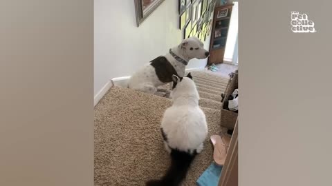 FUNNY Cat DESPERATELY Wants Out! 🤣😹 FOLLOW for More! LIKE if You Laughed! | Pet Comedy