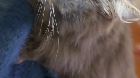 😂🐱 Your Cat's Hair-Raising Mix-Up Will Leave You LOLing! | FunFM