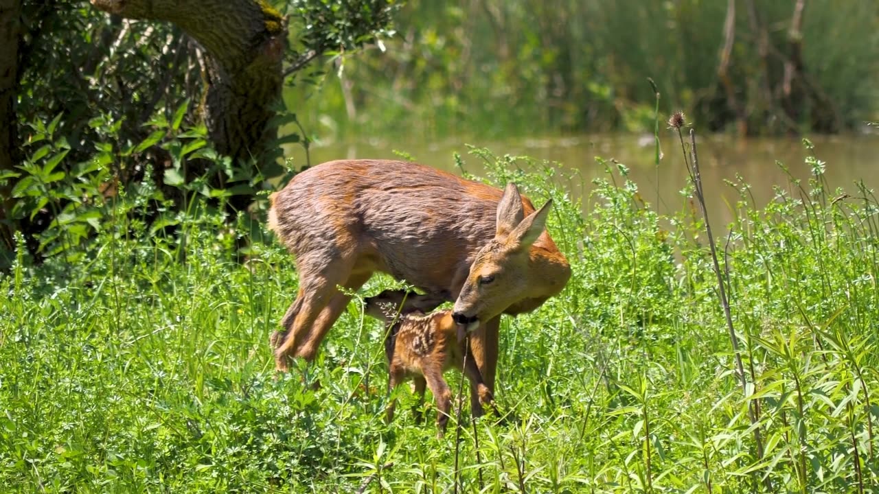 Cute Fawn with Mom in the Wild