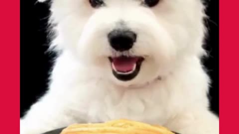 The puppy makes soy milk pancakes to give you strength and cheer you up🐶🤖️