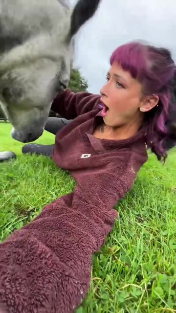 Gentle giants ❤️‍🔥Chinese Lunar New Year of the Fire horse starting Tuesday Feb 17!!