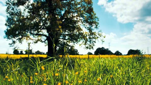 Beautiful nature landscape 4k video
