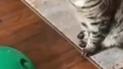When the Toy Is More Confusing Than Fun 😂🐱