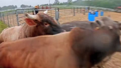 $50,000 ON THE LINE! Bubba's Insane Bull Chase Money Run!