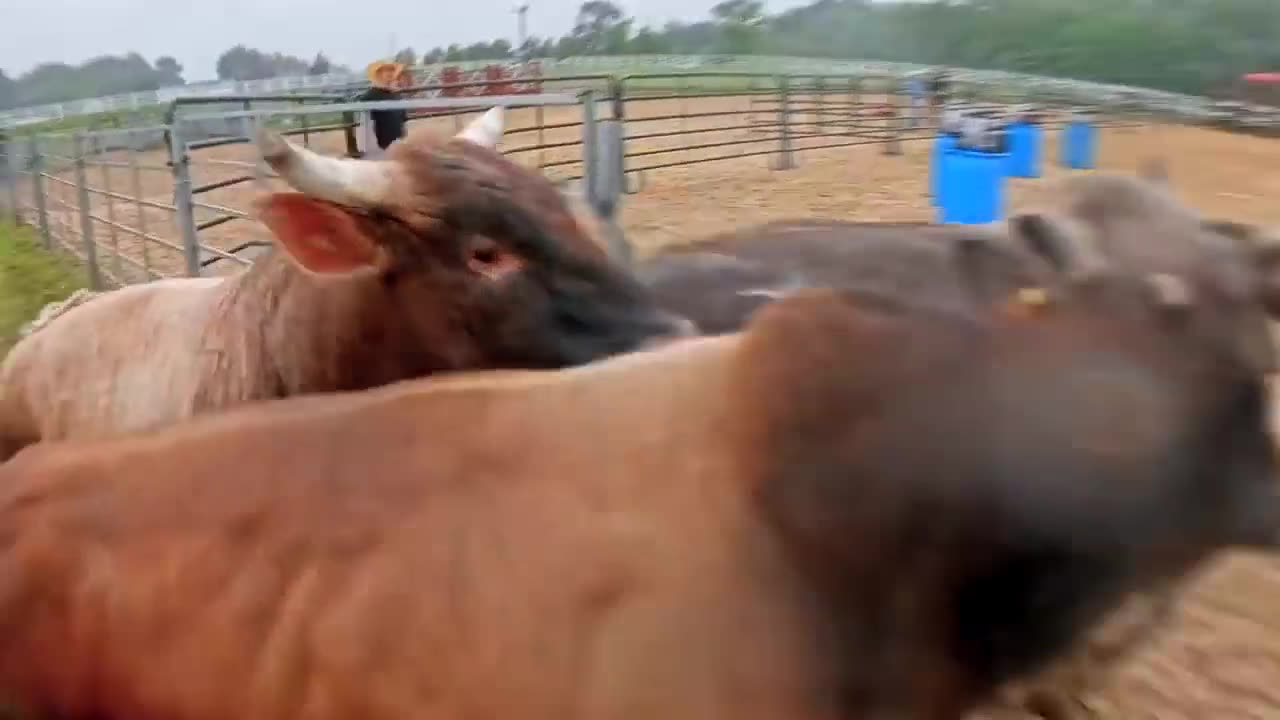 $50,000 ON THE LINE! Bubba's Insane Bull Chase Money Run!