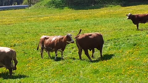 Erzgebirge Rinder (2025) Hammerunterwiesenthal