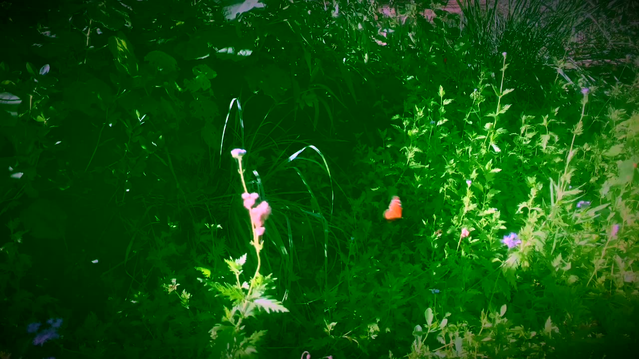 Flowers & plants bring me joy.🦋🌱🌷🦜