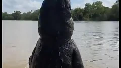 🤯✨ Witness The Massive Size Of Crocodiles Feeding! | FeedMyCuriosity