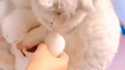 If you are watching this video, know that God has made you the guardian angel of a hungry cat💝