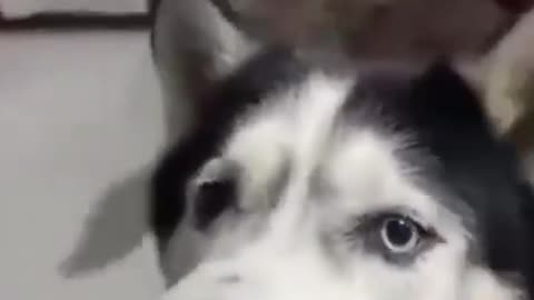 Huskey with an Italian accent