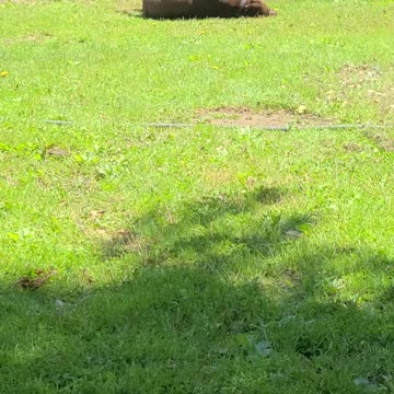 Chocolate On A Golden Afternoon