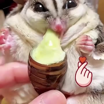 This couple adopted a baby sugar glider