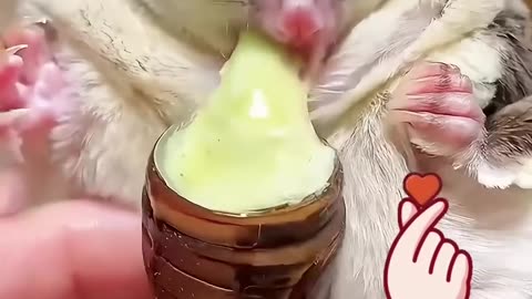 This couple adopted a baby sugar glider